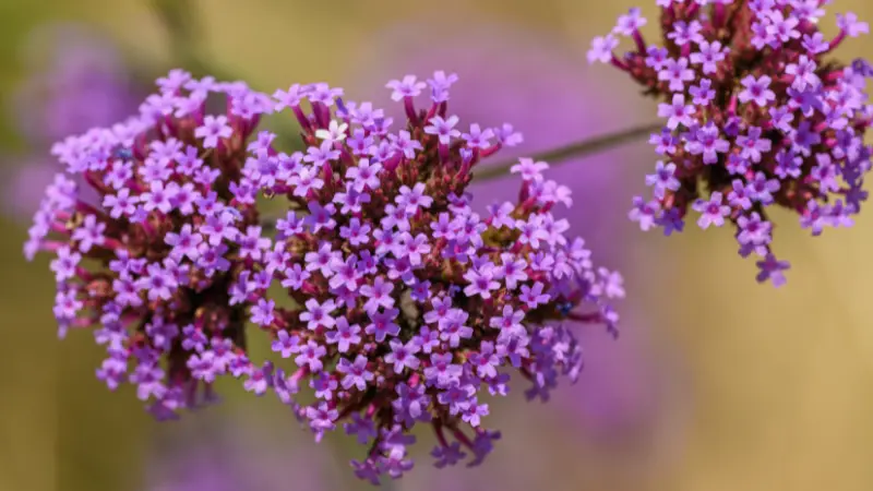 Macro shot of two purple verbena flower clusters with tiny star-shaped blossoms