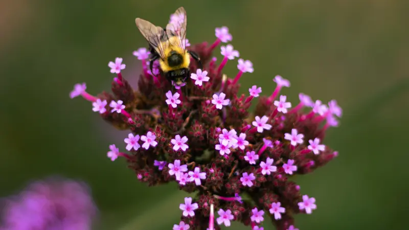 Fuzzy bumblebee gathering pollen from a purple verbena flower cluster