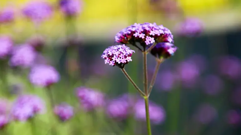 Purple verbena flower clusters glowing softly in warm backlit sunlight