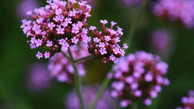 Two purple verbena flower clusters on stems with a dark green blurred background