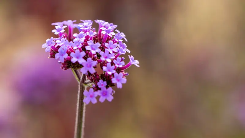 Single purple verbena flower cluster glowing softly against a warm blurred background