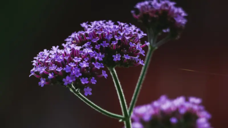 Purple verbena flower clusters glowing vividly against a deep black background
