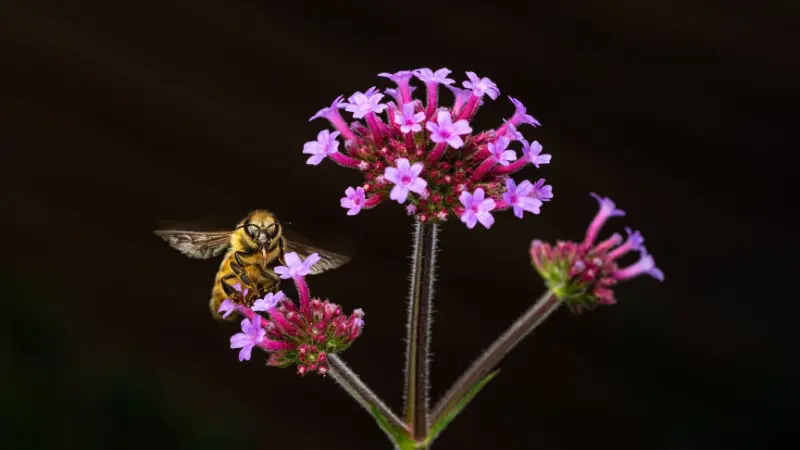 Bee flying toward purple verbena flower clusters against a dark background