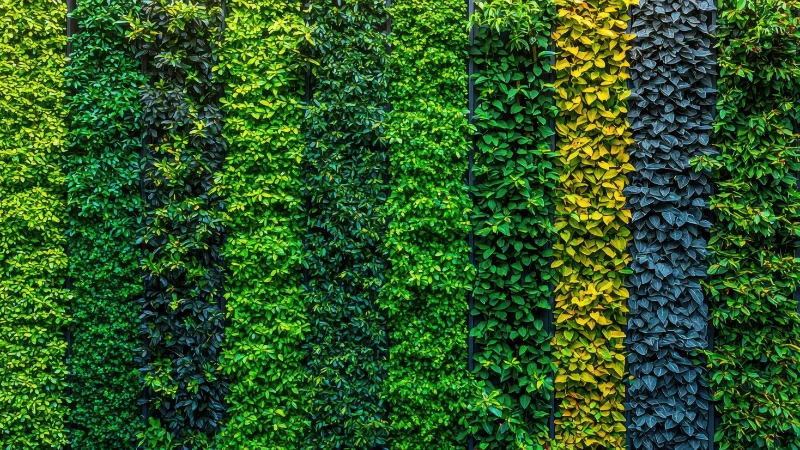 Green wall vertical garden with plants