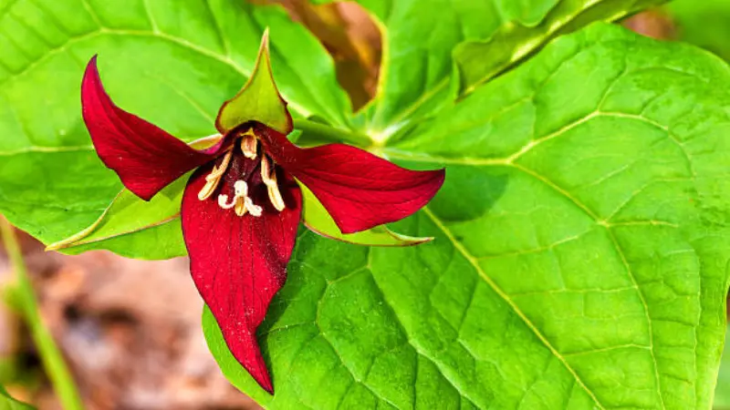 Dark red wake robin flower with three petals against large green leaves