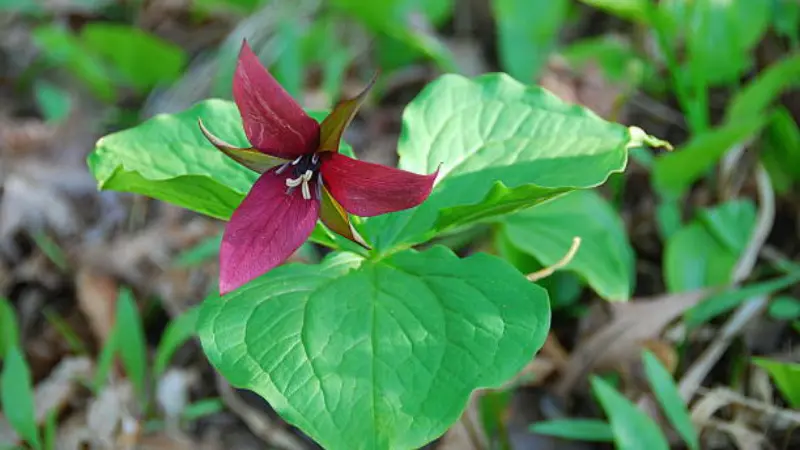 Dark red wake robin flower framed by large heart-shaped green leaves