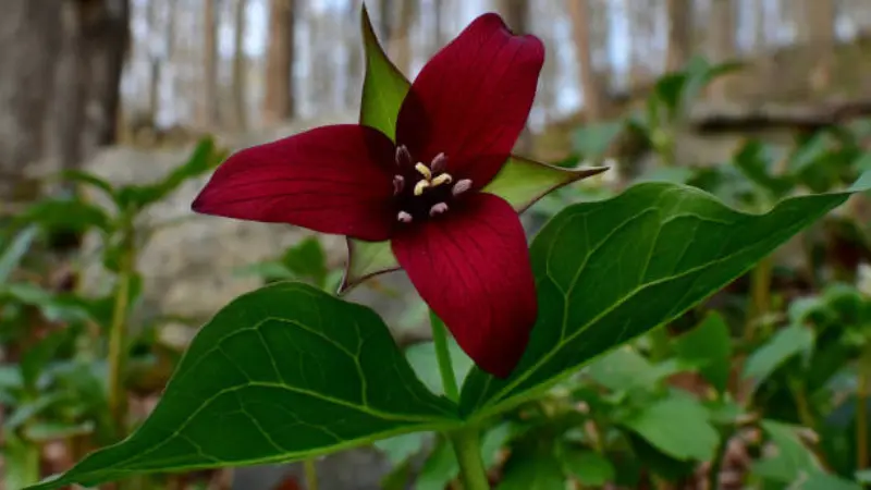 Deep red wake robin flower blooming in a bare spring forest with tree trunks visible