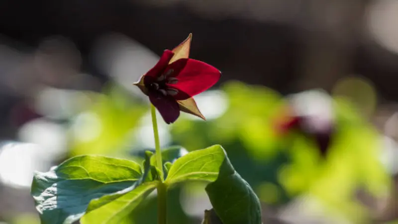 Dark red wake robin flower backlit by sunlight against a blurred green background