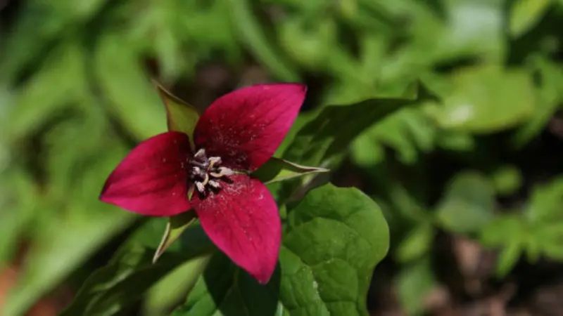 Bright magenta wake robin flower with green leaves in direct sunlight