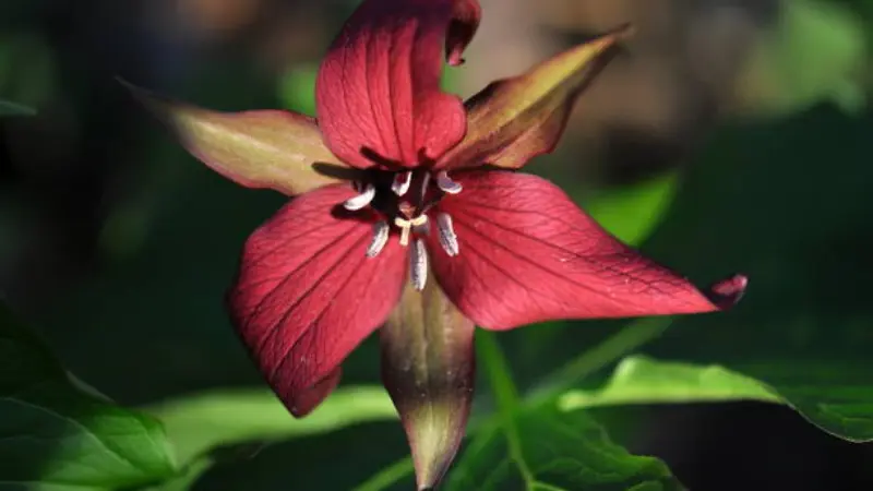 Pink-red wake robin flower glowing in sunlight surrounded by green foliage