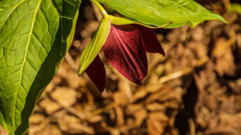 Dark maroon wake robin flower nodding downward beneath a large green leaf