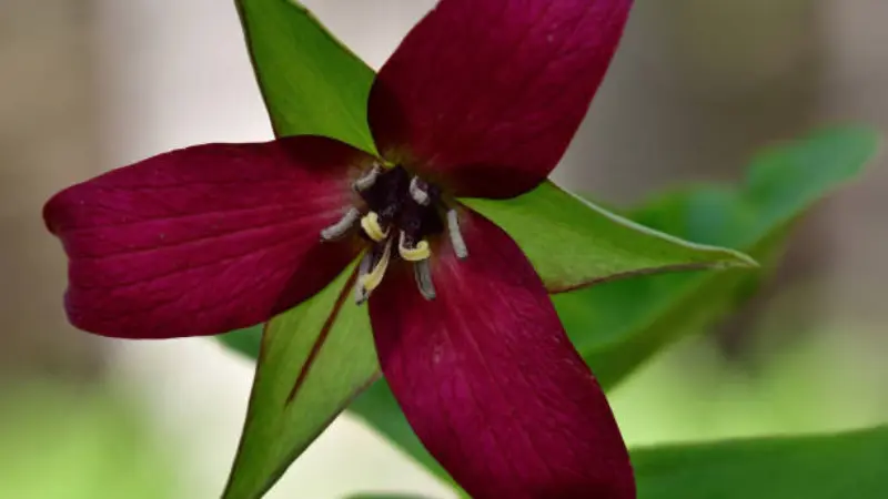 Close-up of a magenta wake robin flower with three pointed petals