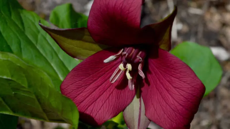 Deep red wake robin flower with visible stamens surrounded by green leaves