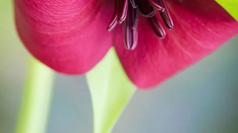 Extreme close-up of a pink wake robin flower showing its dark central stamens