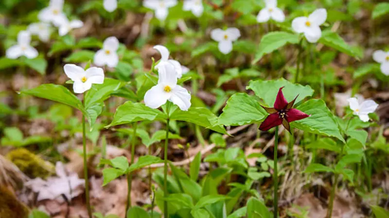 Dark red wake robin flower standing out among white trillium flowers on a forest floor