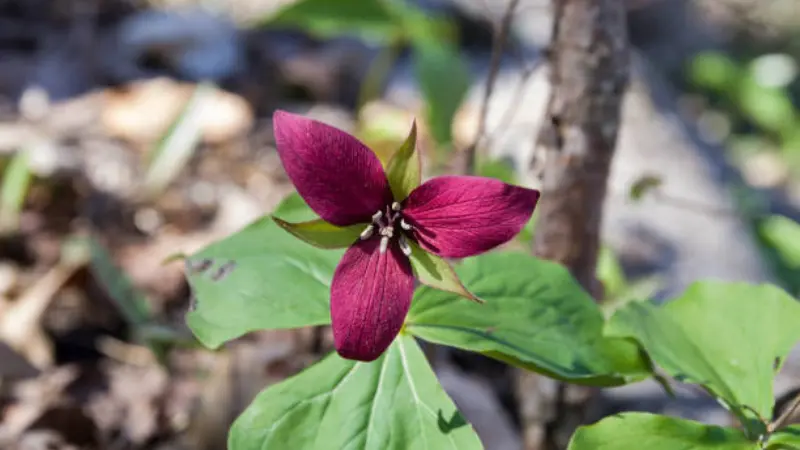 Magenta wake robin flower with visible stamens growing among green leaves in a forest