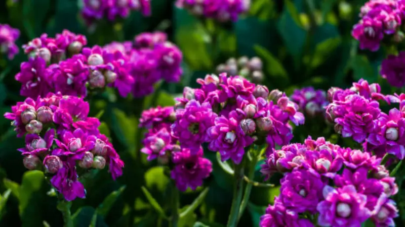 Vibrant purple wallflower flowers with green foliage in garden