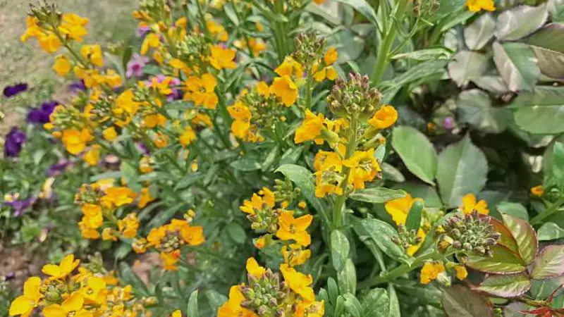 Yellow wallflower flower shrub growing in garden bed