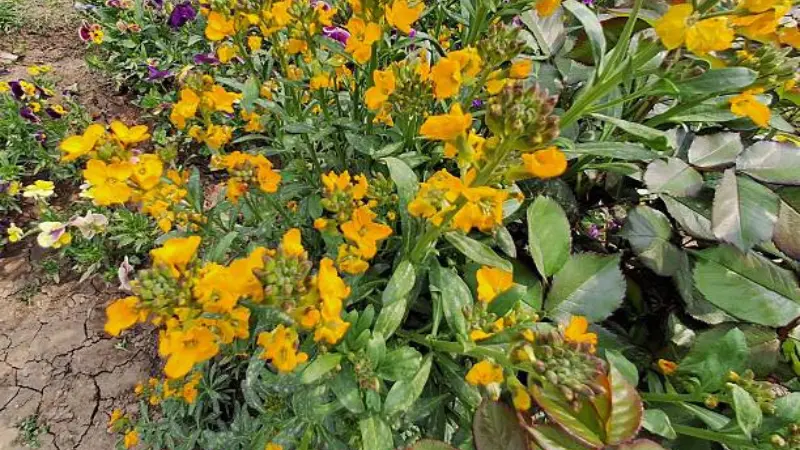 Bright orange wallflower flower bush in outdoor garden