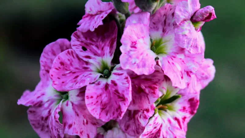 Pink and white speckled wallflower flower cluster