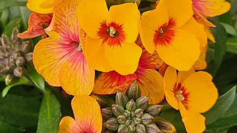 Orange wallflower flowers with red centers and buds