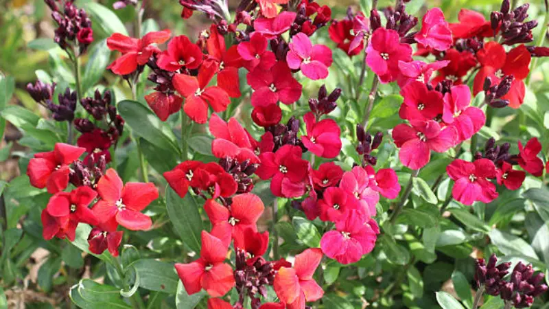 Red and pink wallflower flowers with dark buds