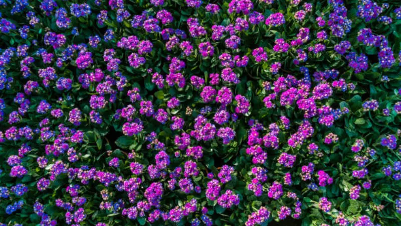Aerial view of purple and blue wallflower flower bed in bloom