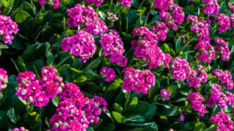 Bright pink wallflower flowers growing in sunlit garden bed