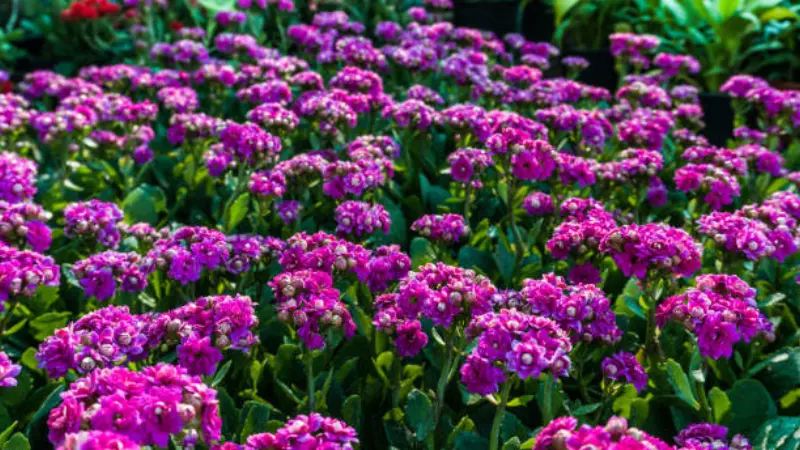 Wide view of purple wallflower flower field in full bloom