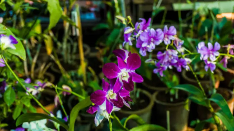 Purple and magenta wallflower flowers in a nursery setting