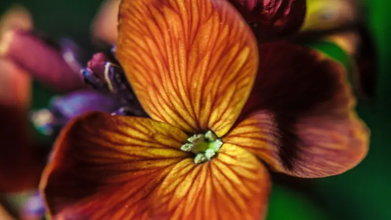 Close-up of orange and red striped wallflower flower petal detail