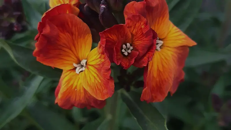 Two-tone orange yellow wallflower flowers close-up