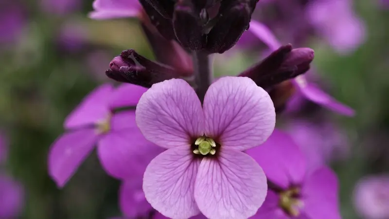 Light purple wallflower flower with dark buds above