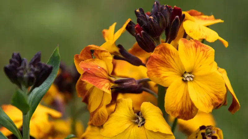 Yellow and orange wallflower flowers with dark buds