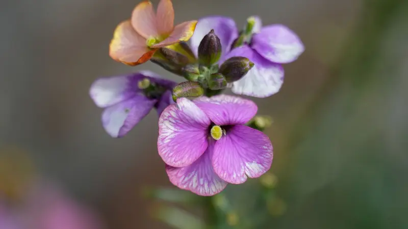 Pink purple wallflower flowers with buds on soft background