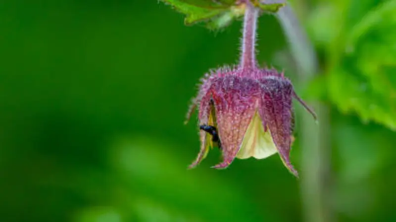 Purple bell-shaped water avens flower with beetle