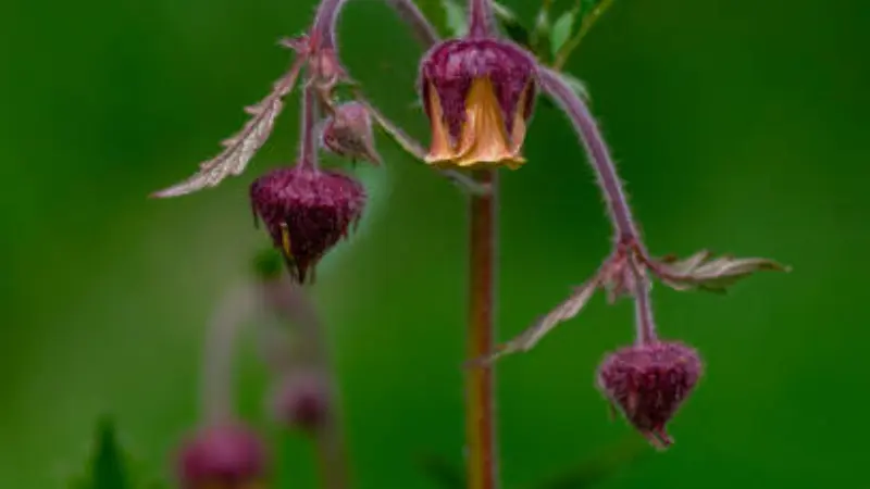 Purple water avens flower bloom showing yellow petal interior