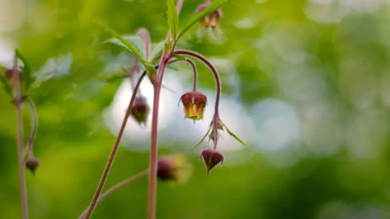 Water avens flower bloom with blurred bokeh green background