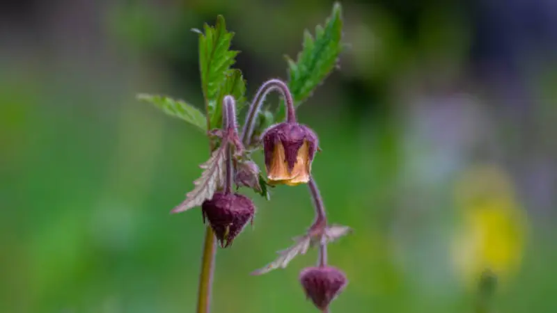 Purple water avens flower with orange center and green buds