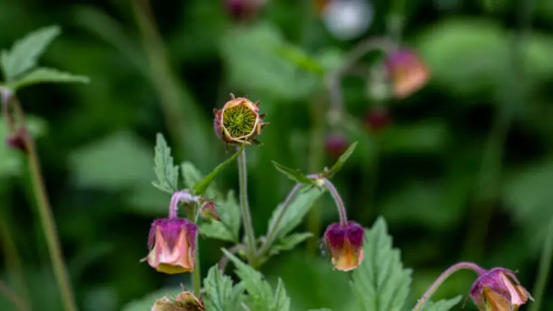 Round spiky water avens flower seed head with green bloom