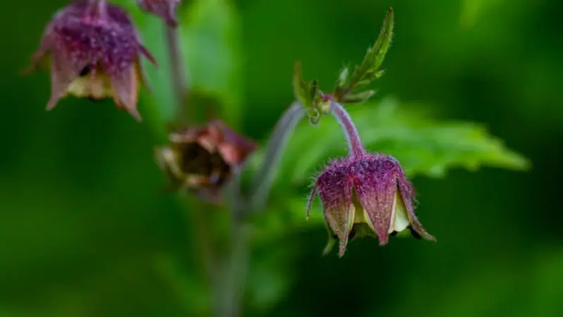 Hairy purple water avens flower on green stem