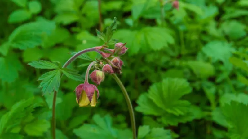 Pink and yellow water avens flower with buds on green stem