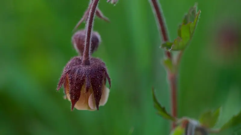 Dark maroon water avens flower covered in dew droplets