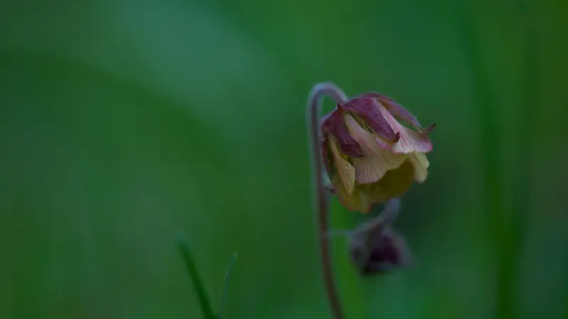 Wilting pink and yellow water avens flower in grass