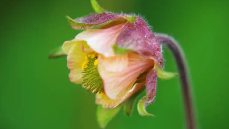 Close-up of pink yellow water avens flower bloom