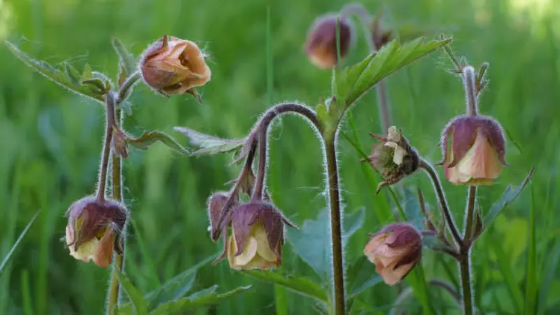 Multiple nodding water avens flowers in green field
