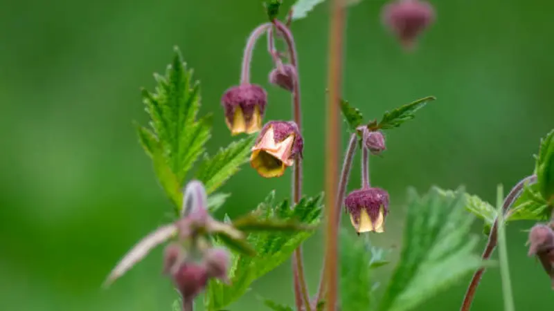 Purple water avens flowers with serrated green leaves