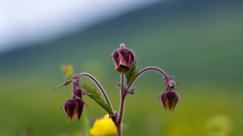 Purple water avens flowers with blurred green hillside