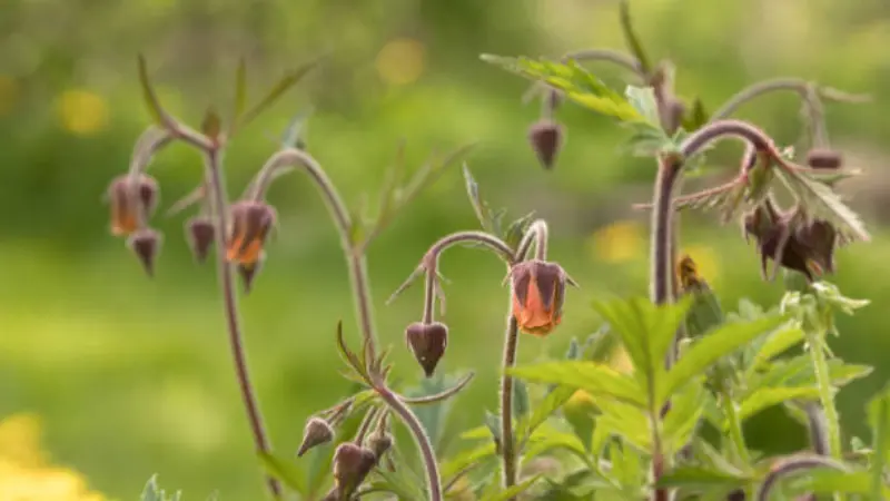Orange and purple water avens flowers in meadow