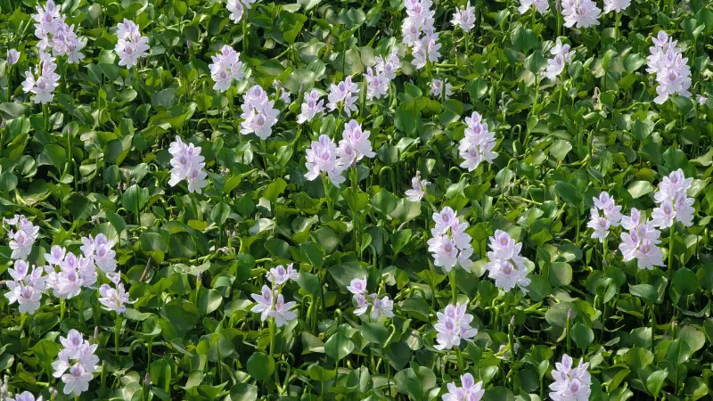 Lavender water hyacinth flowers covering water surface
